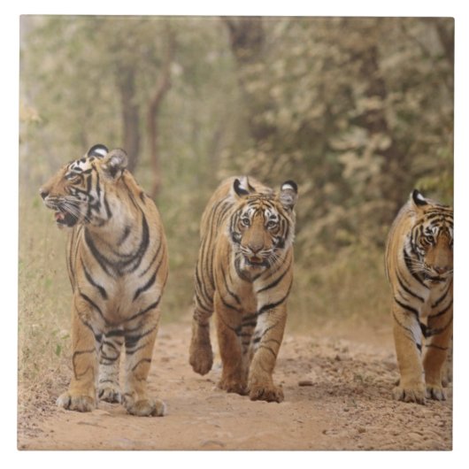 ベンガ王室のルの虎がトラックのランタンホール タイル (正面)