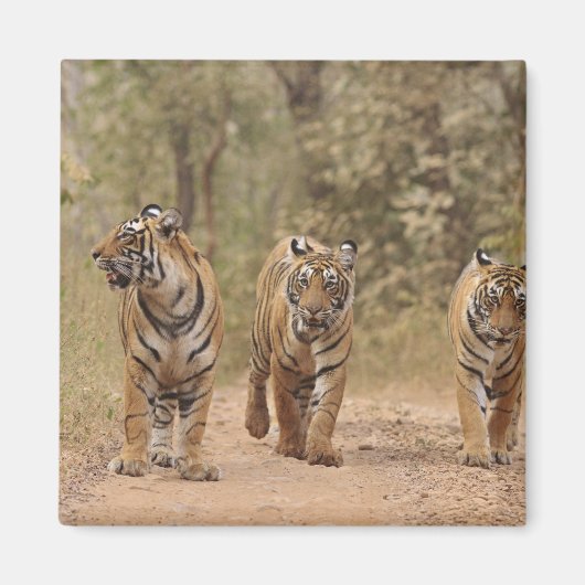 ベンガ王室のルの虎がトラックのランタンホール マグネット (正面)