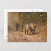 ベンガ王室のルの虎が移動するランタンブール ポストカード (正面/裏面)