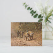 ベンガ王室のルの虎が移動するランタンブール ポストカード (スタンド正面)