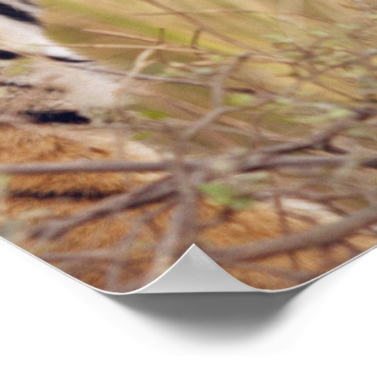 ベンガ王室のル・タイガーが ポスター (角)