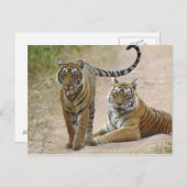 ベンガ王室のル・タイガーと若いランタンホール ポストカード (正面/裏面)