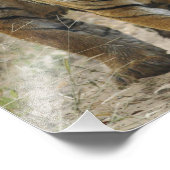 ベンガ王室のル・タイガーと若い子たち、ランタンブール フォトプリント            (角)