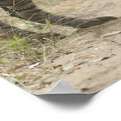 ベンガ王室のル・タイガーと若者 – 前方に触れ、 ポスター (角)