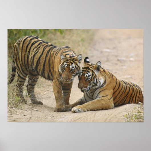 ベンガ王室のル・タイガーと若者 – 前方に触れ、 ポスター (正面)