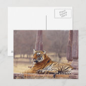 ベンガ王室のル・タイガーの墓に ポストカード (正面/裏面)