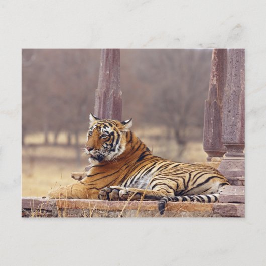 ベンガ王室のル・タイガーの墓に ポストカード (正面)