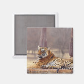 ベンガ王室のル・タイガーの墓に マグネット (正面/裏面)