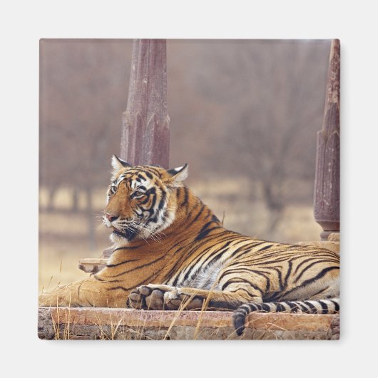 ベンガ王室のル・タイガーの墓に マグネット (正面)