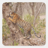 ベンガ王室のル・タイガー登山が木を登り スクエアシール (正面)