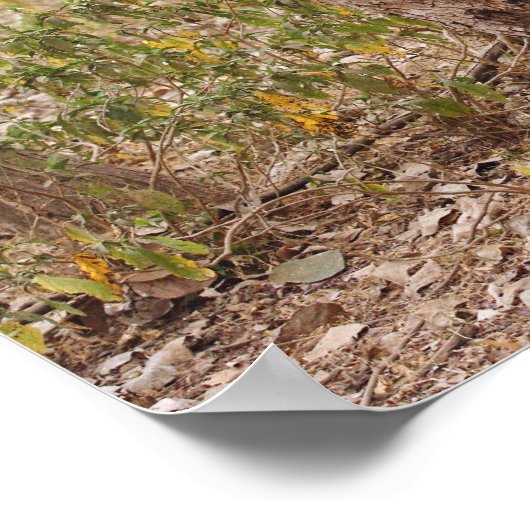 ベンガ王室のル・タイガー登山が木を登り ポスター (角)