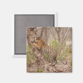 ベンガ王室のル・タイガー登山が木を登り マグネット (正面/裏面)