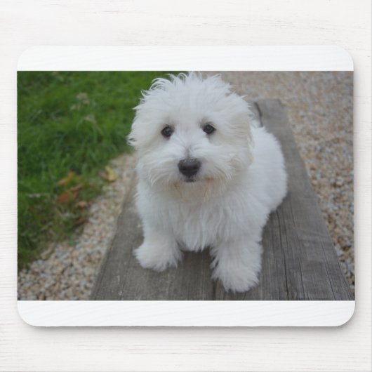 ベンチでtulear coton de マウスパッド (正面)