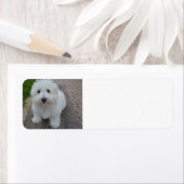 ベンチにコトン ラベル (インサイチュ)