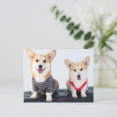 ベンチに座っているコーギーのペア ポストカード (スタンド正面)