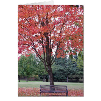 ベンチカードを持つかえで