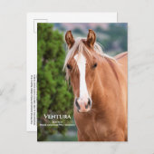 ベンチュラ葉書 ポストカード (正面/裏面)