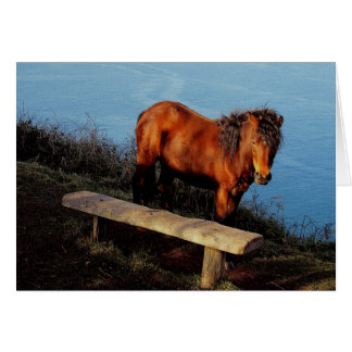 ベンチ.2.の近くのデボンの海岸のDartmoorの南子馬