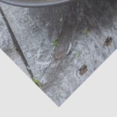 ベーコンとパルメザンのスパゲッティカルボナーラパスタ 薄葉紙 (詳細)