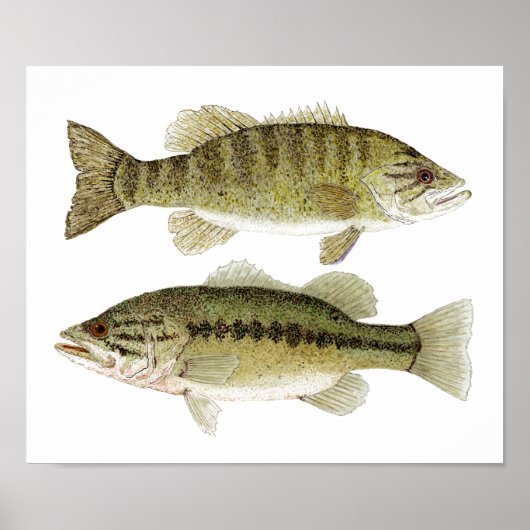 ベース ポスター (正面)