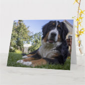 ベーゼンベルク犬が横になっている2枚目の画像 カード (黄色い花)