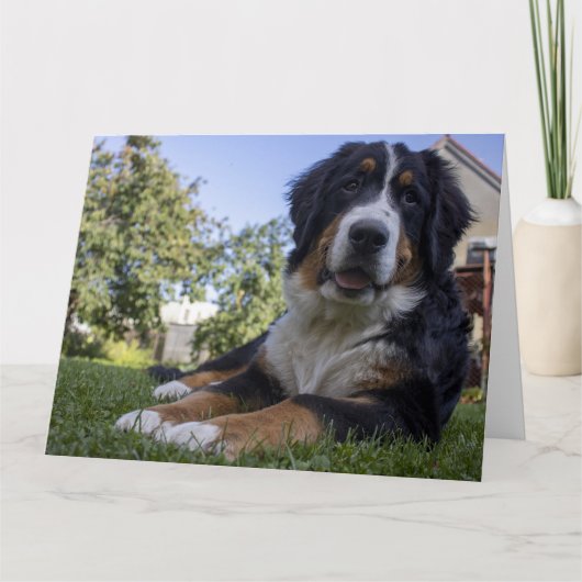 ベーゼンベルク犬が横になっている2枚目の画像 カード (正面)