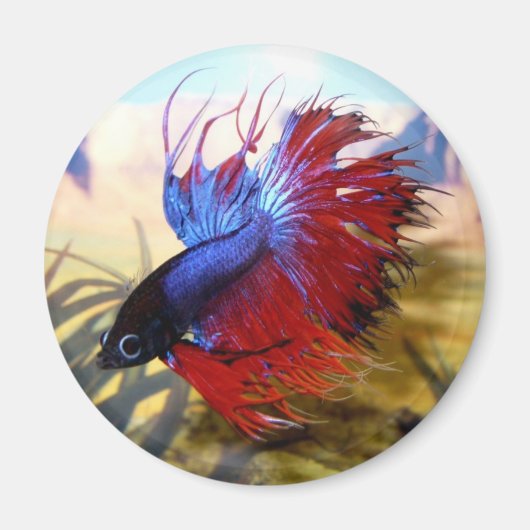 ベータ魚 マグネット (正面)