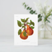 ベールドゥロンデオナシ ポストカード (スタンド正面)