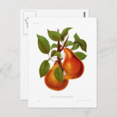 ベールドゥロンデオナシ ポストカード (正面/裏面)