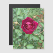 ベールバラ磁石 (正面/裏面)