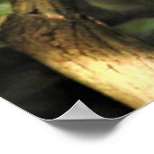 ベール付きカメレオン ポスター (角)