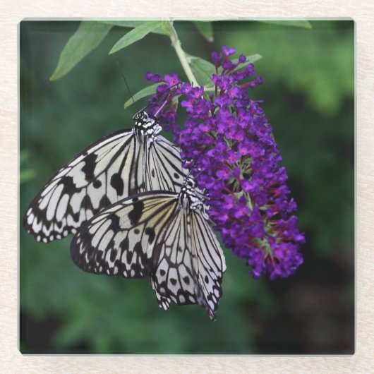 ペアの紙カイトチョウ ガラスコースター (正面)