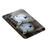 ペアの羊！ マグネット (右側)