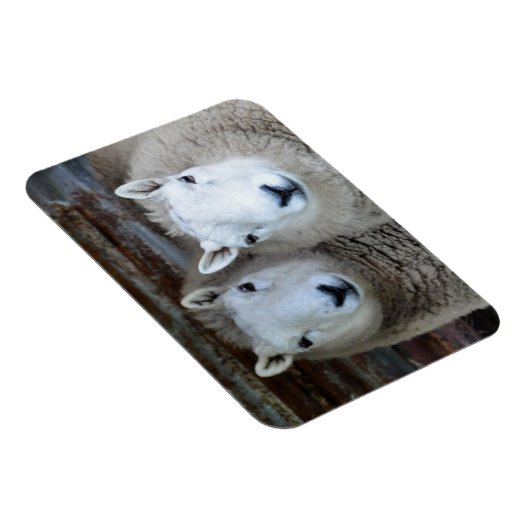 ペアの羊！ マグネット (右側)