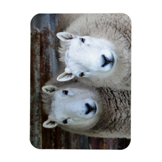 ペアの羊！ マグネット (縦)