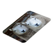 ペアの羊！ マグネット (左側)