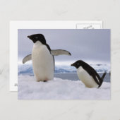 ペアアデリーペンギン南極 ポストカード (正面/裏面)
