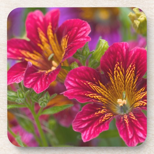 ペインティド・タングの花のクローズアップ - コースター (正面)