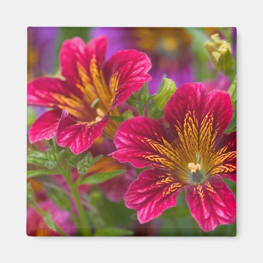 ペイントタンの花のアップ - マグネット (正面)