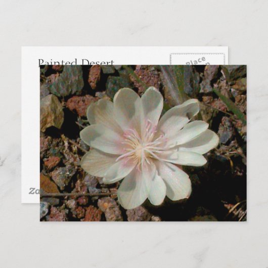 ペイントデザートの花 ポストカード (正面/裏面)