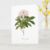 ペオニアアルビフローラ カード (黄色い花)