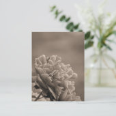 ペオニー シングル セピア ポストカード (スタンド正面)