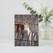 ペカブー絵を描州 ポストカード (スタンド正面)