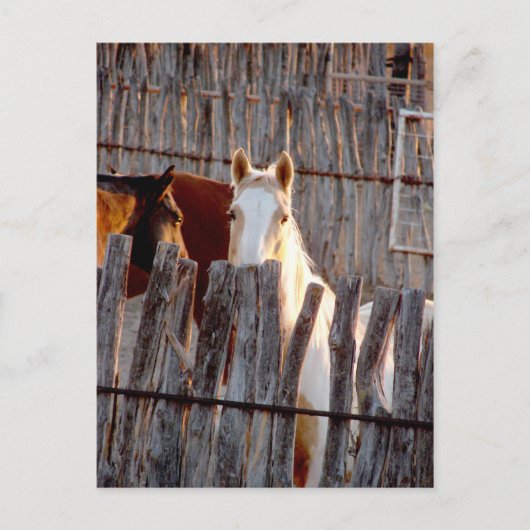 ペカブー絵を描州 ポストカード (正面)