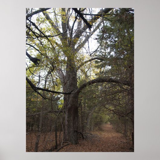 ペカンゲートウェイ ポスター (正面)