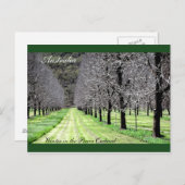 ペカン果樹園の冬 ポストカード (正面/裏面)