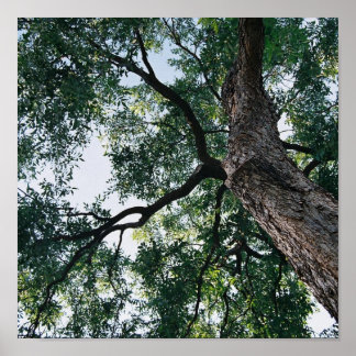 ペカン ポスター