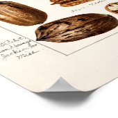 ペカン(Carya Illinoinensis)水色絵画s ポスター (角)