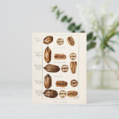 ペカン(Carya Illinoinensis)水色絵画s ポストカード (スタンド正面)