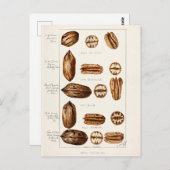 ペカン(Carya Illinoinensis)水色絵画s ポストカード (正面/裏面)